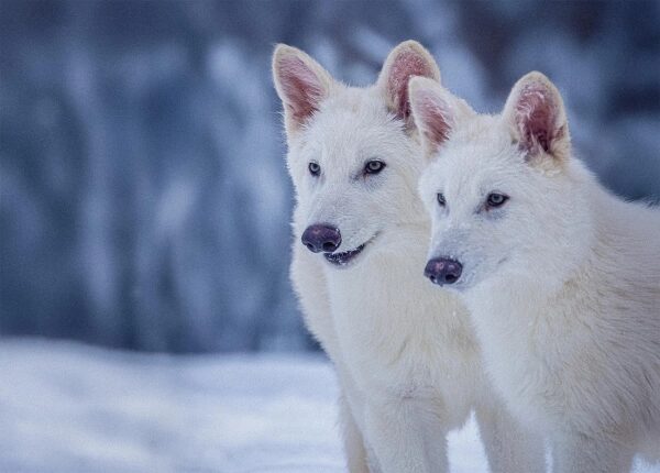 На фотографии запечатлены два ужасных волка в возрасте 3 месяцев.