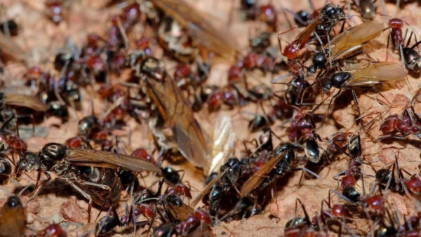 Множество муравьев на земле; муравьиная колония крупным планом.