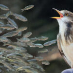 Птица с открытым клювом смотрит на стайку маленьких рыбок под водой.