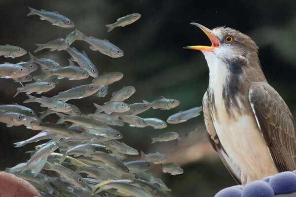 Птица с открытым клювом смотрит на стайку маленьких рыбок под водой.