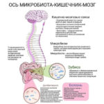 Инфографика: ось микробиота-кишечник-мозг, взаимосвязь между микроорганизмами и здоровьем.
