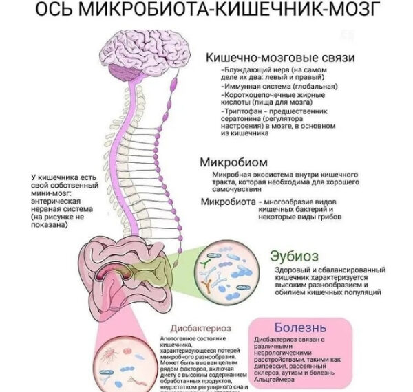 Инфографика: ось микробиота-кишечник-мозг, взаимосвязь между микроорганизмами и здоровьем.