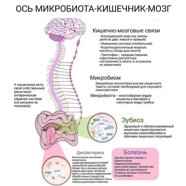 Инфографика: ось микробиота-кишечник-мозг, взаимосвязь между микроорганизмами и здоровьем.