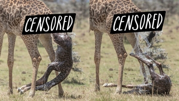 64a7103fe06ef8ba92289f3e70444c71