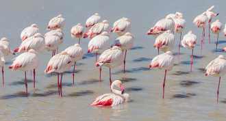 860_main_flamingo_balance.ПНГ