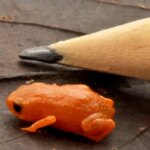 Маленькая оранжевая лягушка рядом с карандашом на листе, демонстрация размера.