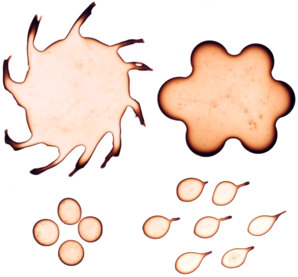 Пятна от кофе в форме вертушки и других причудливых фигур. Каждое пятно имеет тёмно-коричневую окантовку и светло-коричневую серединку.