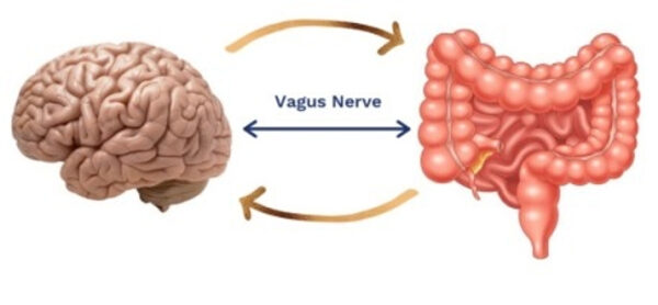 Мозг и кишечник связаны блуждающим нервом, схематическая иллюстрация.