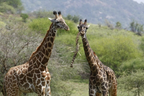 7dbb96dfb11246595303708a5291f397