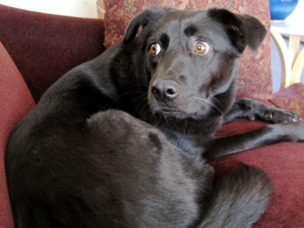 Топ психически нездоровых пород: Экскурсия по собачьей «психушке» 9 85385f23ee399f5494768e10e9b27e35