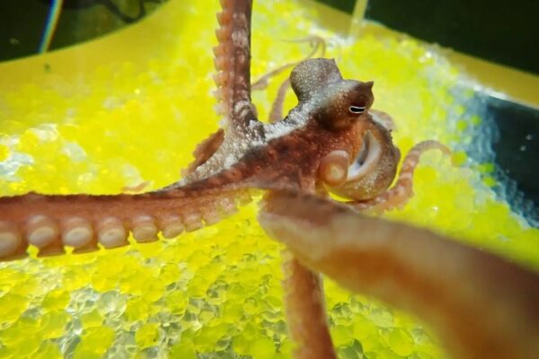 Подобно людям и другим млекопитающим, осьминогов можно обмануть с помощью иллюзии, заставляющей их думать, что искусственная щупальца на самом деле принадлежат им.