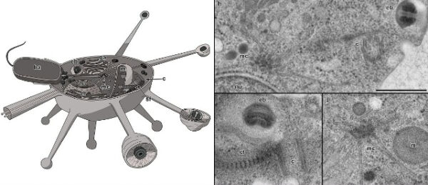 Схема и микроскопическое изображение клеточной структуры, изображение органелл.