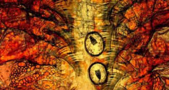 креветки солитер