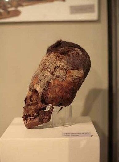Удлинённый череп в музее на выставке, демонстрирующий древнюю практику деформации черепа.