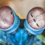 Почему в ходе эволюции возникло так много разных типов глаз?