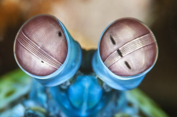 Почему в ходе эволюции возникло&hellip;