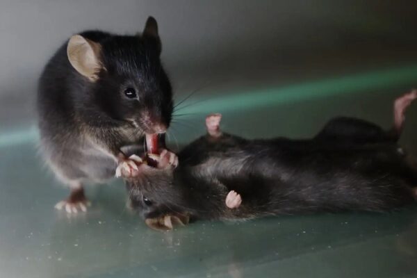 Две мыши играют на стеклянной поверхности.