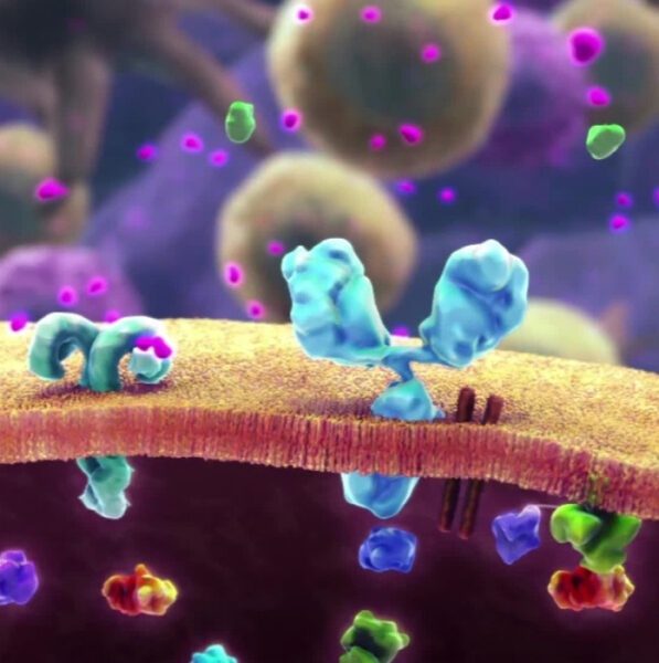 Исследователи стремятся понять, какое влияние оказывает явление, известное как "первичный антигенный грех", на иммунитет к вирусу 4 a55d28c9520f7ccbc14b41353380a682.jpg