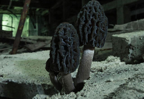 В Чернобыле обнаружили грибы, поглощающие&hellip;