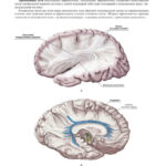 Иллюстрация анатомии мозга с различием путей: ассоциативные, комиссуральные и проекционные.