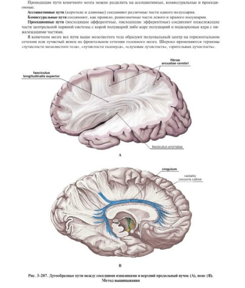 Иллюстрация анатомии мозга с различием путей: ассоциативные, комиссуральные и проекционные.