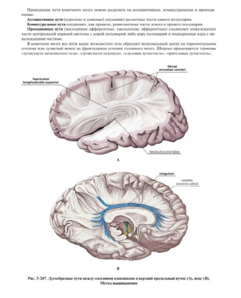Проводящие пути головного мозга 2 Иллюстрация анатомии мозга с различием путей: ассоциативные, комиссуральные и проекционные.
