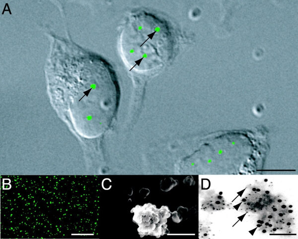 Флуоресцентная микрофотография клеток с зеленой меткой, увеличенное изображение.