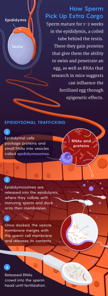 JPG-версия иллюстрации РНК