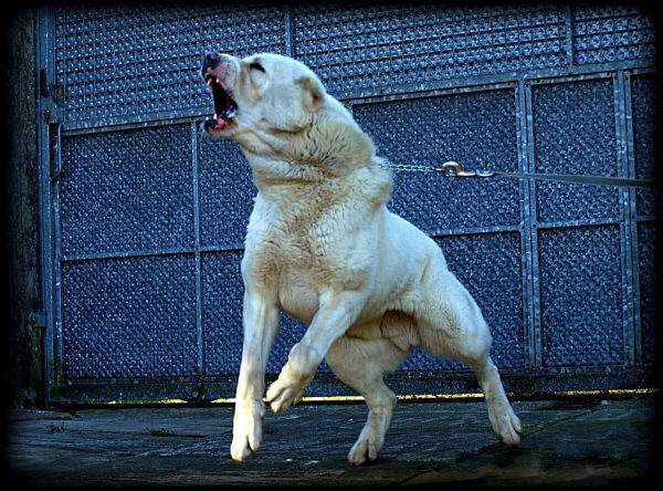 bdd1b6dc60bb6615284715511c22fa55