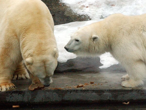 Два белых медведя на снегу, один ест что-то, другой смотрит.