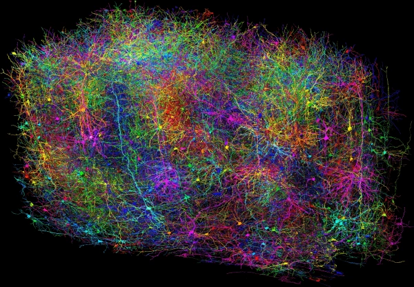 Извилистую, плотную сеть множества нейронов