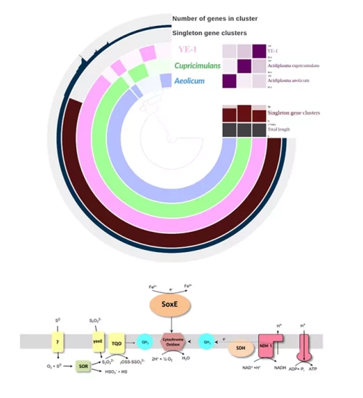 Диаграмма кластеров генов и схема метаболических путей бактерии.