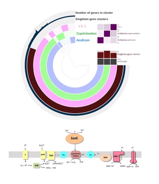 Изучение транскриптома помогло выяснить, как экстремофильные археи помогают получать благородные металлы 3 Диаграмма кластеров генов и схема метаболических путей бактерии.
