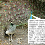 Павлин с раскрытым хвостом и комментарием про сложные разговоры и ответственность.