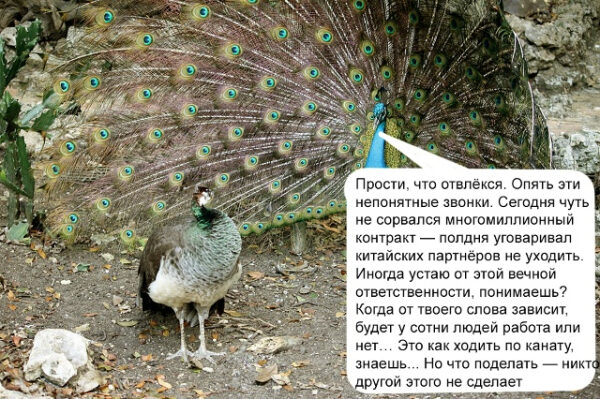 Павлин с раскрытым хвостом и комментарием про сложные разговоры и ответственность.