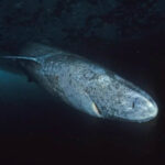 Гренландская акула под водой, ночная съемка, темный фон.