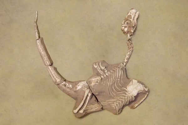 e89cb75a1954b28edeb4646e241a76d8