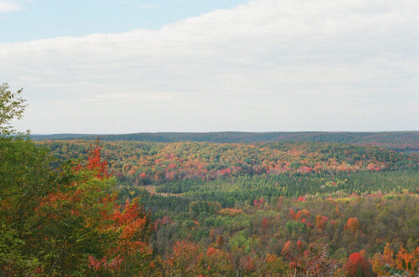 Осенний лес с разноцветными деревьями под облачным небом.