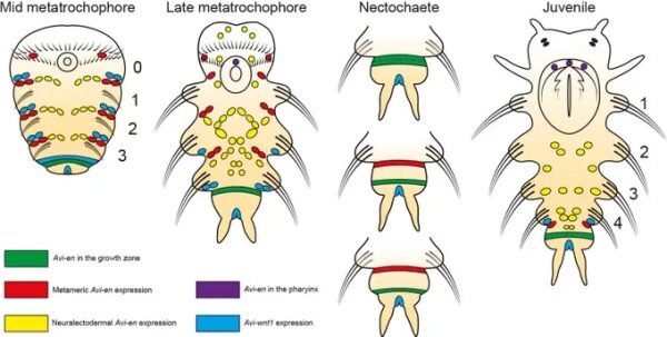 Схема развития нервной системы Annelida на разных стадиях: метатрохофора, нектохета, ювенильная.
