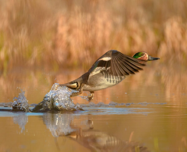 edf07051b52cdbb0e883b6aa633ff59a