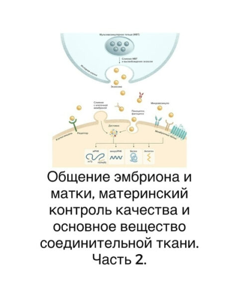 Общение эмбриона и матки, материнский контроль качества и основное вещество соединительной ткани 2 Диаграмма взаимодействия эмбриона и матки, контроль матерью качества клеток.