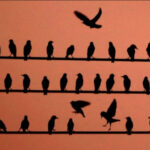 Силуэты птиц на проводах на фоне заката.