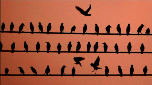 Силуэты птиц на проводах на фоне заката.