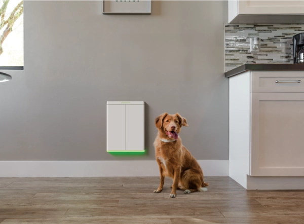 собака перед дверцей для собак в Паупорте