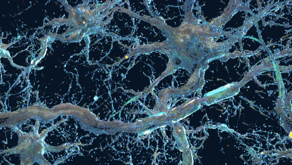 «В 1000 раз эффективнее обычного ИИ» — что такое биологический искусственный интеллект 4 fbd894486a3a51afb3c92dcbaf3f4a77