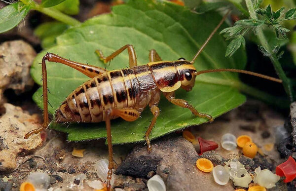Сверчок на зеленом листе среди травы и мелких камушков.