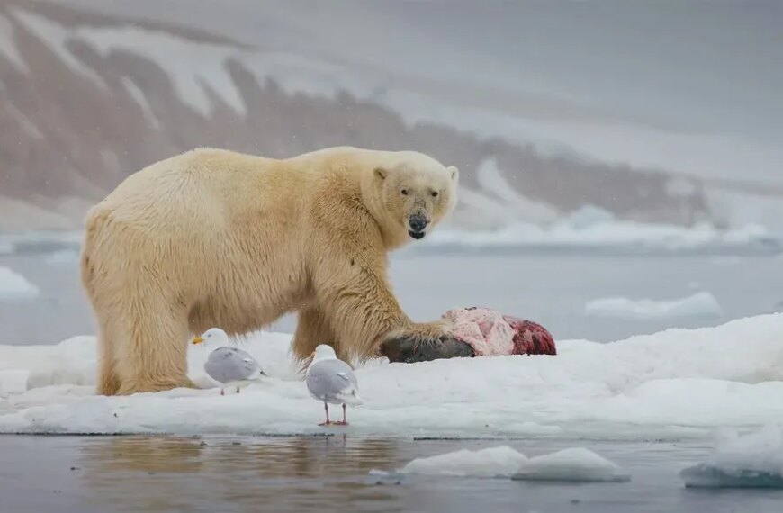 Белый медведь на льду ест добычу, рядом стоят чайки, Арктика.