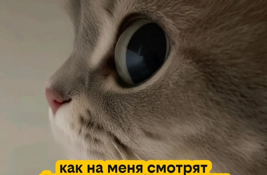 Крупный план мордочки кота, текст о просмотре Netflix перед Новым годом.