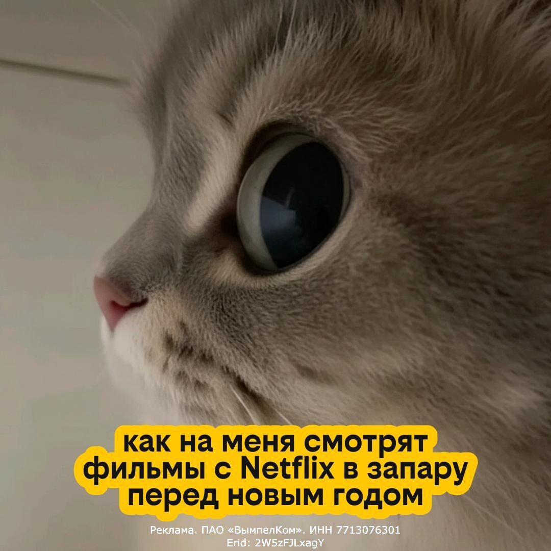 Любимые сериалы на Netflix теперь доступны без VPN с планом⚫—... 2 Крупный план мордочки кота, текст о просмотре Netflix перед Новым годом.
