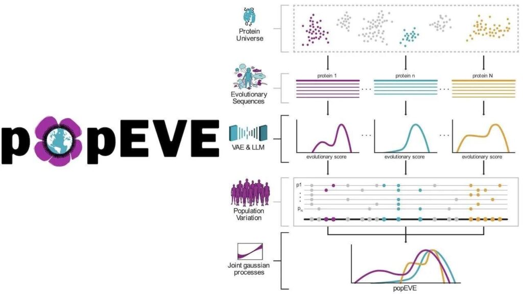 Диаграмма popEVE: эволюционные последовательности и вариации белков.